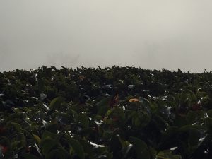 霧の紅茶農園