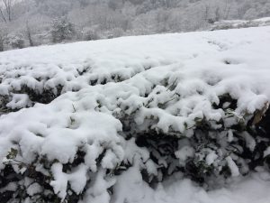 紅茶農園の雪