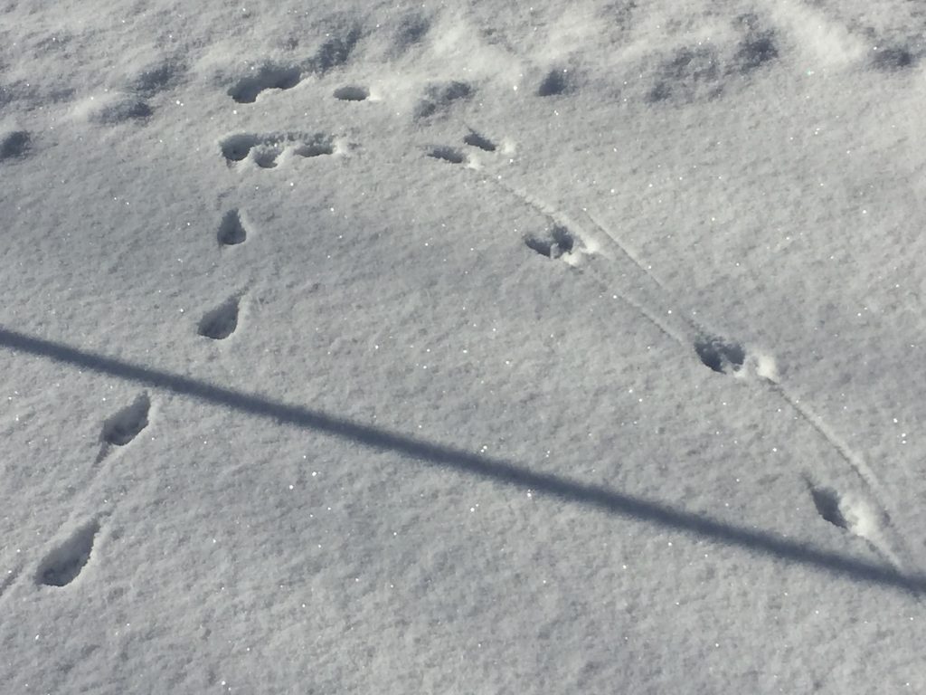 動物の足跡（積雪）